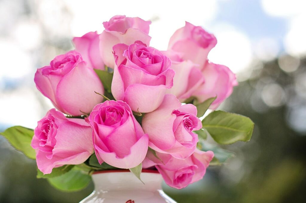 roses, flowers, pink roses-2191636.jpg